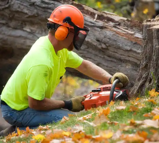 tree services Elkin